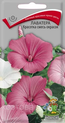 Картинка лаватеры садовой розы для скачивания в формате webp