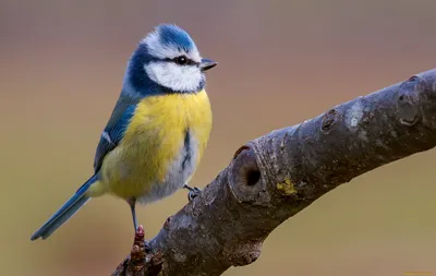 Фото лазоревки птицы в высоком качестве