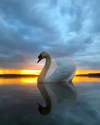 [78+] Лебедей на закате фото