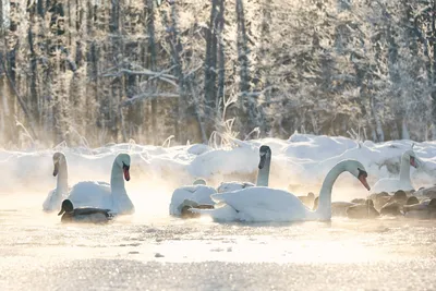 Лебеди зимой: Великолепные фото в высоком разрешении