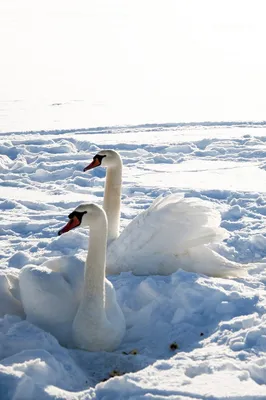 Фотографии зимних лебедей: загрузка в форматах JPG, PNG, WebP
