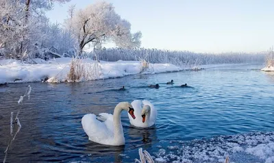 Зимние лебеди: подборка красочных изображений