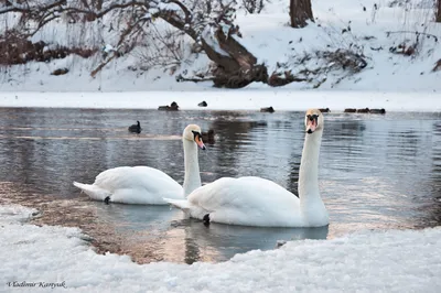 Фотографии зимних лебедей: загрузка в различных форматах