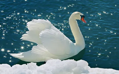 Лебеди зимой: изысканные изображения для скачивания