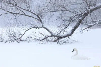 Фото зимних лебедей: выбирайте формат и размер картинки