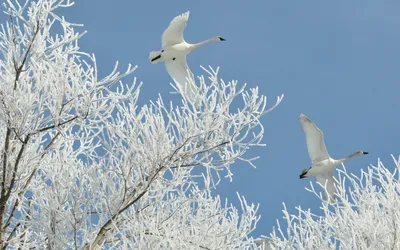Лебеди в зимнем наряде: разнообразные изображения