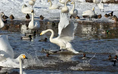 Зимние лебеди: фотографии для загрузки в любом формате