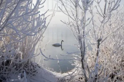 Фотографии зимних лебедей: выберите свой размер изображения
