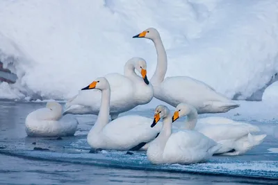 Лебедей зимой фотографии