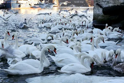 Фотографии лебедей зимой: выбор формата и размера