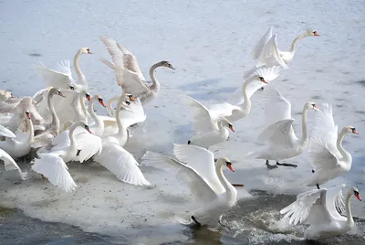 Фото зимних лебедей: изображения для загрузки в любом размере