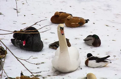 Лебеди зимой: качественные фотографии на любой вкус