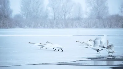 Фотографии зимних лебедей: красивые картинки для скачивания