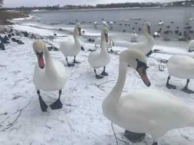 Зимние лебеди: изысканные фото в разных размерах