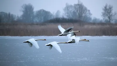 Фото зимних лебедей: выберите формат для загрузки