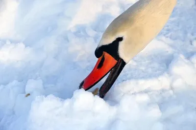 Зимние лебеди: фотографии с возможностью выбора размера