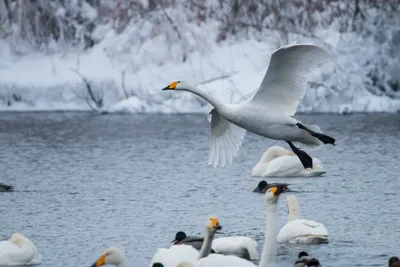 Фотографии зимних лебедей: загрузка в различных форматах