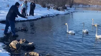 Лебеди зимой: красивые изображения с выбором формата