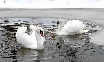 Лебеди зимой: фотогалерея с возможностью выбора формата