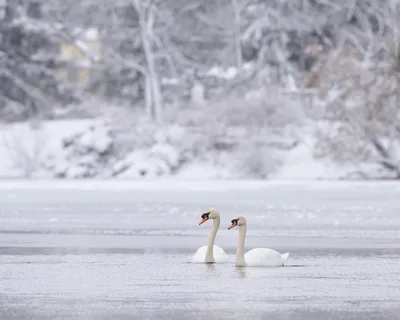 Фото зимних лебедей: выбирайте размер и формат для загрузки