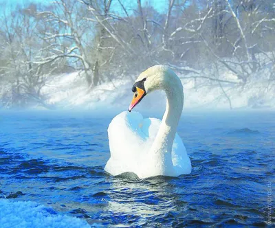 Лебеди в зимнем плену: фотографии в различных размерах