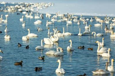Фото Лебединого озера на Алтае в формате JPG, PNG, WebP для скачивания бесплатно