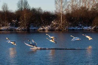 Full HD изображение Лебединого озера бесплатно