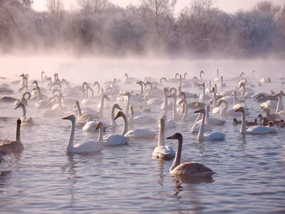 4K фотография Лебединого озера в хорошем качестве