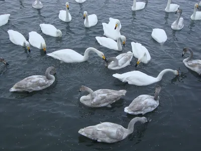 Фотки Лебединого озера на Алтае: путешествие в мир водных чудес