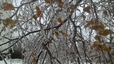 Ледяной дождь: фото в хорошем качестве для вашего выбора