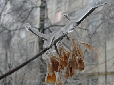 Ледяной дождь: яркие рисунки