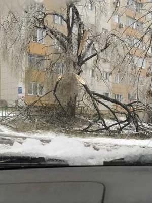 Ледяное вдохновение: фотографии природы в кристаллах