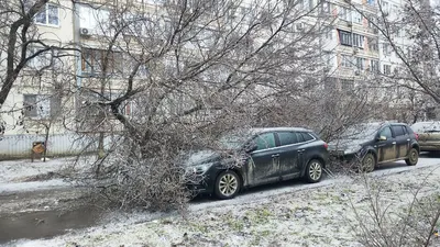 Замороженные мгновения: кристаллы ледяного дождя