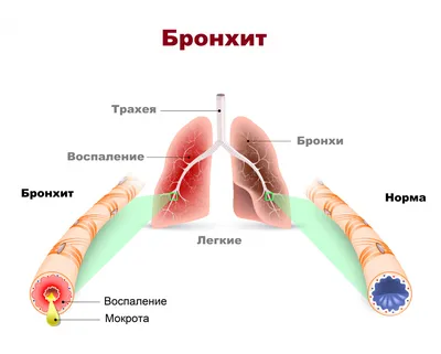 Человеческие легкие: Персонализируйте свой опыт просмотра