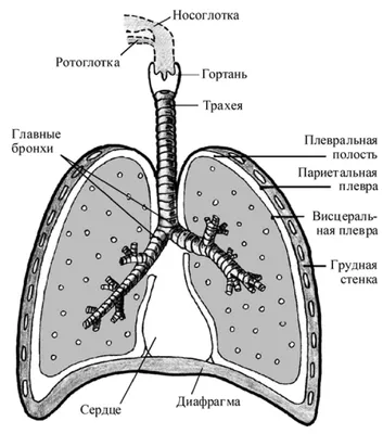 Человеческие легкие: Изображения для скачивания в любом формате