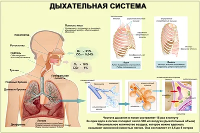 Легкие и бронхи человека: Удовлетворите свою визуальную жажду