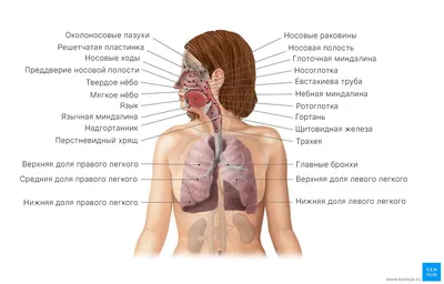 Уникальные снимки легких и бронхов человека в высоком качестве