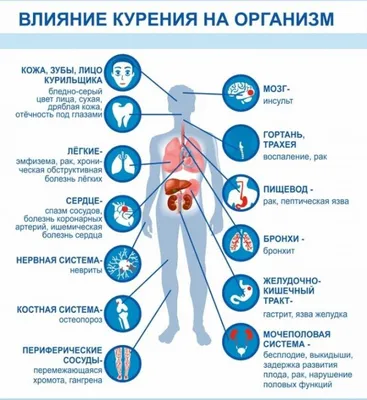 Фото человеческих легких: Индивидуальные размеры и форматы