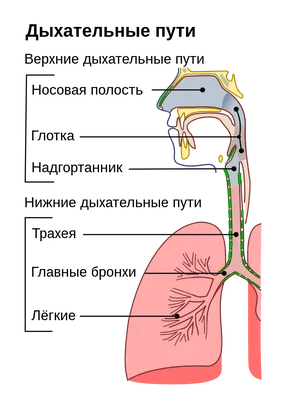 Человеческие легкие в JPG, PNG, WebP: Ваши избранные снимки