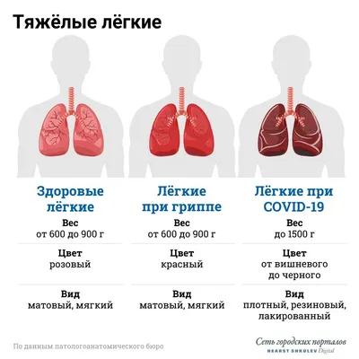 Легкие здорового человека: Фото с прозрачным фоном (PNG)