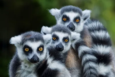 Лемуры Мадагаскара: Красивые картинки для фона