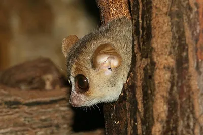 Фотоискусство природы: Лемур из Мадагаскара в кадре.