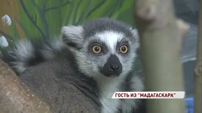 Волшебство взгляда: Лемур из Мадагаскара на захватывающих фото.