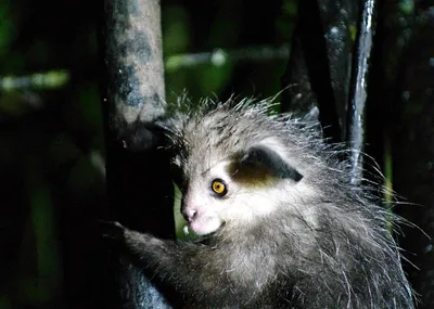 Лемур в дикой природе: Фотографии, переносящие нас в Мадагаскар.