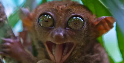 Фотогеничные обитатели джунглей: лемуры с большими глазами