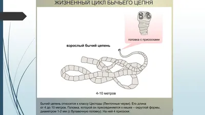 Человеческое тело: Фото Ленточных глистов в различных форматах