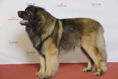 Леонбергер: крупная порода собаки на фото