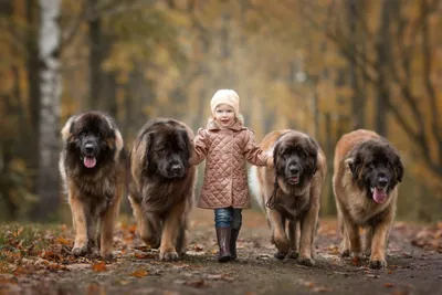 Леонбергер на фото: изображения собак в различных позах