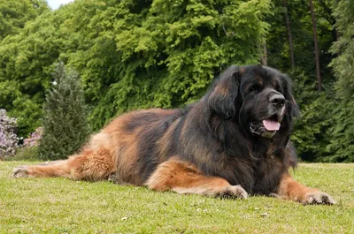 Картинка леонбергера в масштабе: большой и красивый пес на фото