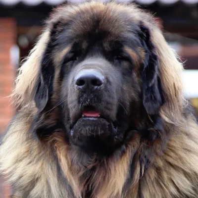 Леонбергер на фото: красивые и мощные собаки